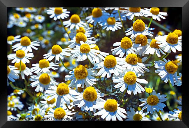 Scented Mayweed Framed Print by Bob Walker