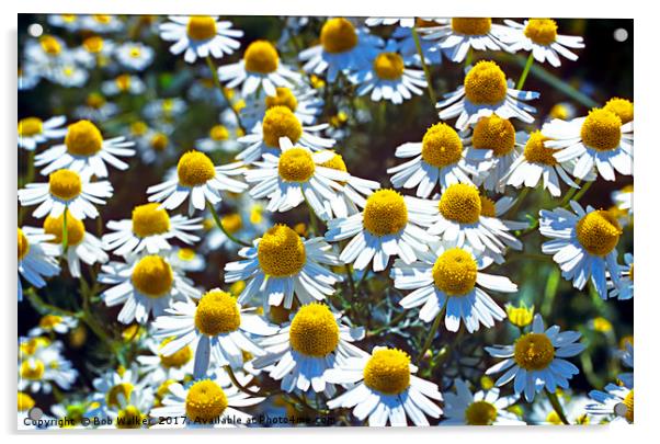 Scented Mayweed Acrylic by Bob Walker