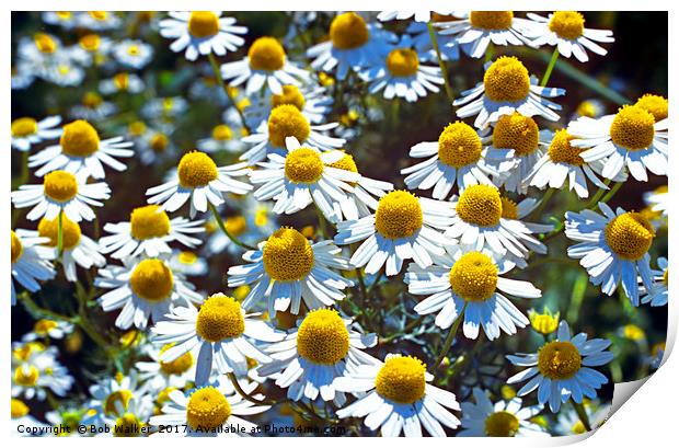 Scented Mayweed Print by Bob Walker
