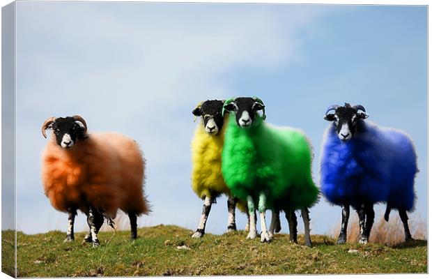 Christmas Wooly Jumpers In The Making Canvas Print by Steve Glover