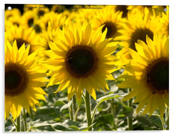 Field of Sunflowers with Honey Bee Acrylic by Elizabeth Debenham