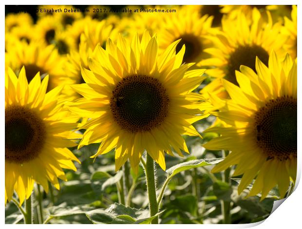 Field of Sunflowers with Honey Bee Print by Elizabeth Debenham