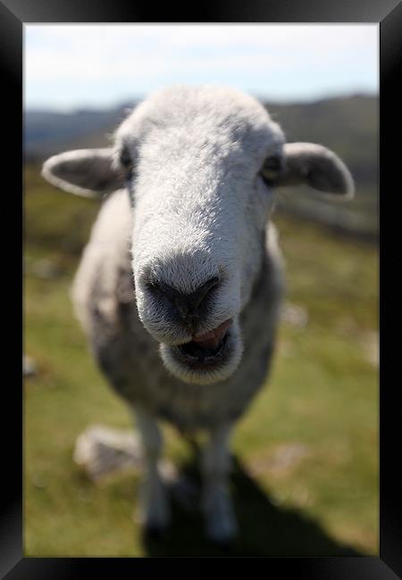 Ewe Looking At Me ? Framed Print by Steve Glover