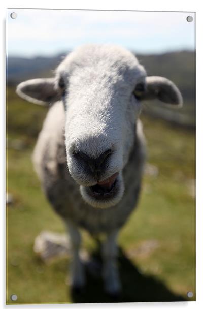 Ewe Looking At Me ? Acrylic by Steve Glover