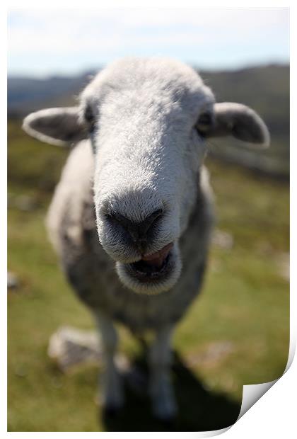 Ewe Looking At Me ? Print by Steve Glover