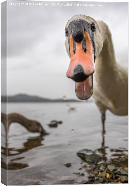 Swan - Derwent Water Canvas Print by Steve Morris