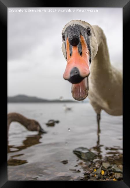 Swan - Derwent Water Framed Print by Steve Morris