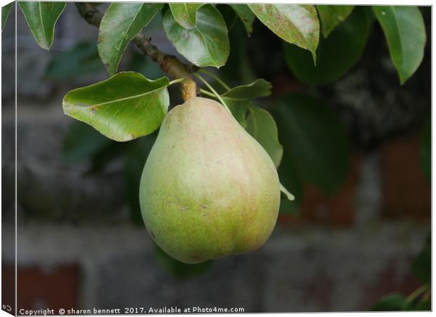 Pear Ready To Pick Canvas Print by sharon bennett