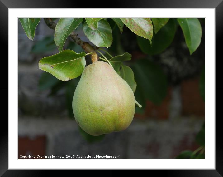 Pear Ready To Pick Framed Mounted Print by sharon bennett