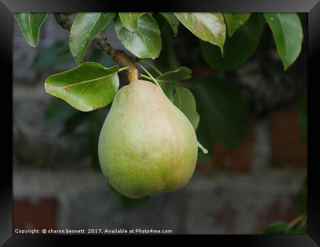Pear Ready To Pick Framed Print by sharon bennett