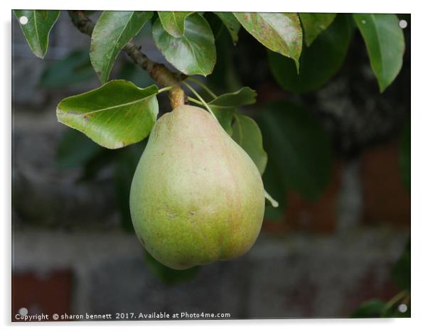 Pear Ready To Pick Acrylic by sharon bennett