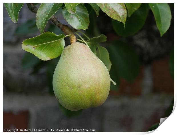 Pear Ready To Pick Print by sharon bennett