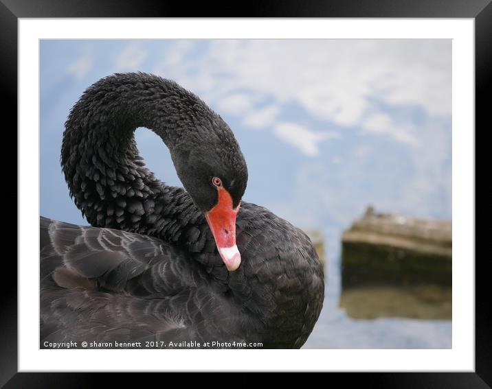 Black Swan Framed Mounted Print by sharon bennett