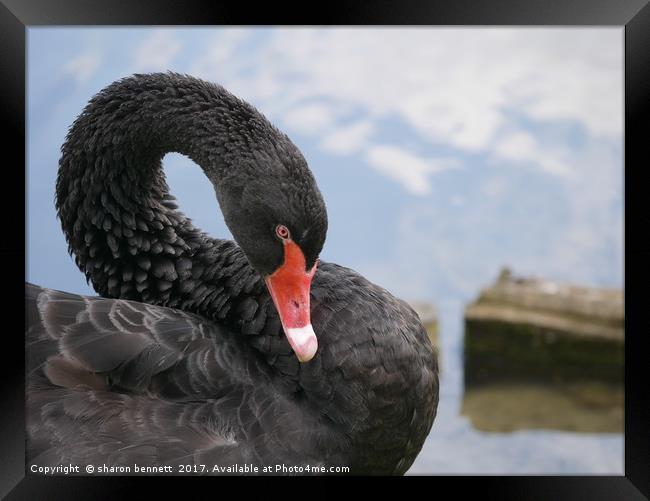 Black Swan Framed Print by sharon bennett