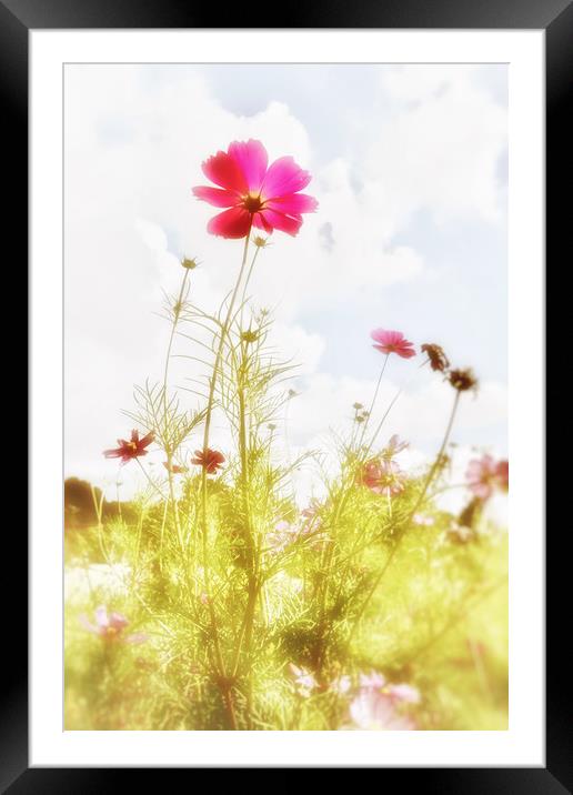 Dreamy Flowers Framed Mounted Print by Scott Anderson