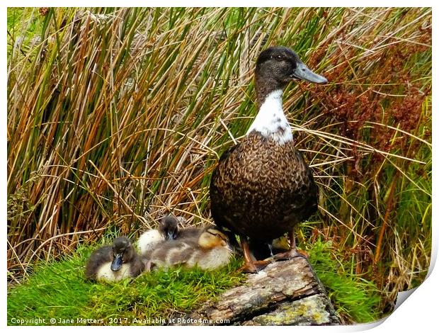              A Proud Mother                   Print by Jane Metters