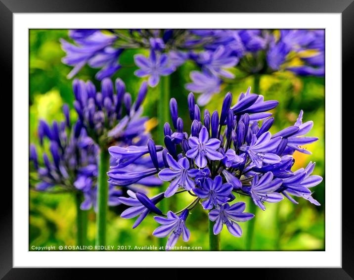 " Blue Agapanthus" Framed Mounted Print by ROS RIDLEY