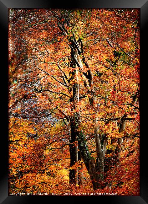 "Autumn trees" Framed Print by ROS RIDLEY