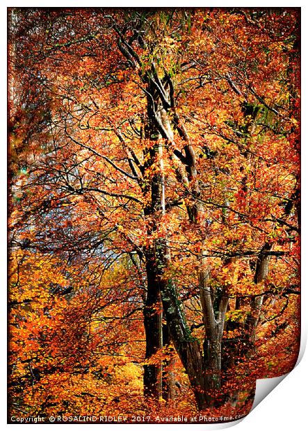"Autumn trees" Print by ROS RIDLEY
