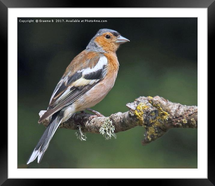 Male Chaffinch 4 Framed Mounted Print by Graeme B