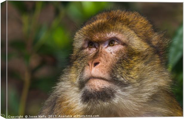 Portrait of an adult Barbary macaque Canvas Print by Jason Wells