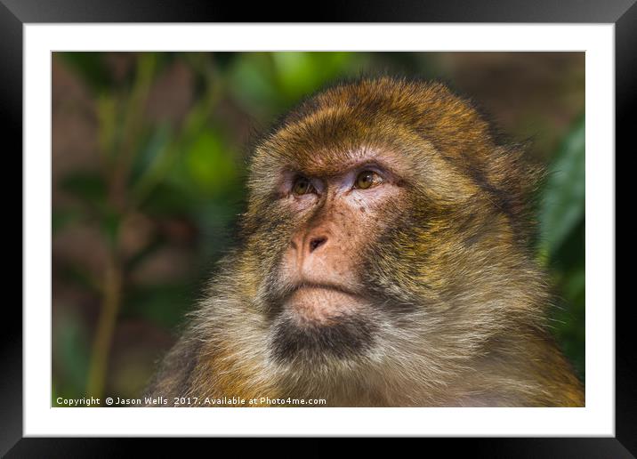 Portrait of an adult Barbary macaque Framed Mounted Print by Jason Wells