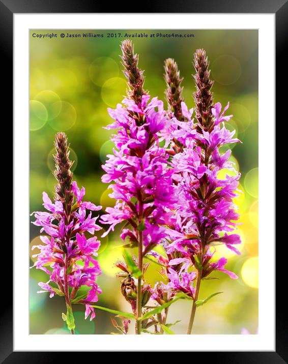 Purple Loosestrife  Framed Mounted Print by Jason Williams