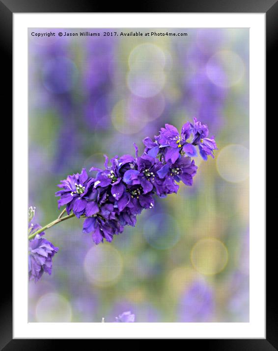 Delphinium  Framed Mounted Print by Jason Williams
