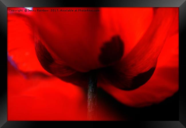 Flaming Red Poppy Framed Print by Jenny Rainbow