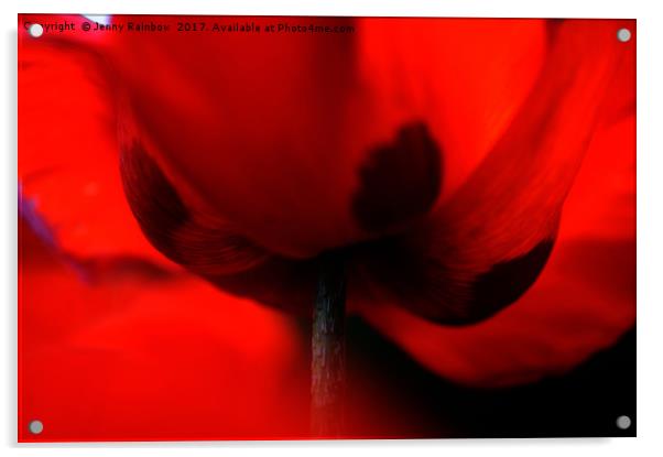 Flaming Red Poppy Acrylic by Jenny Rainbow