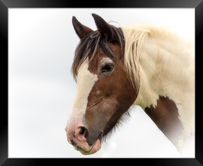 Piebald Horse - Amroth, Pembrokeshire. Framed Print by Colin Allen