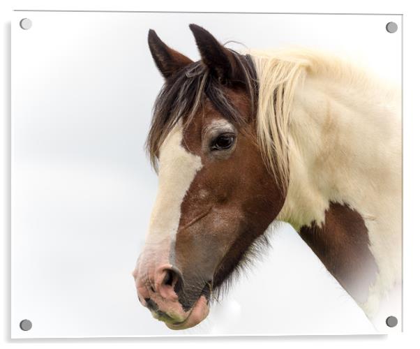 Piebald Horse - Amroth, Pembrokeshire. Acrylic by Colin Allen