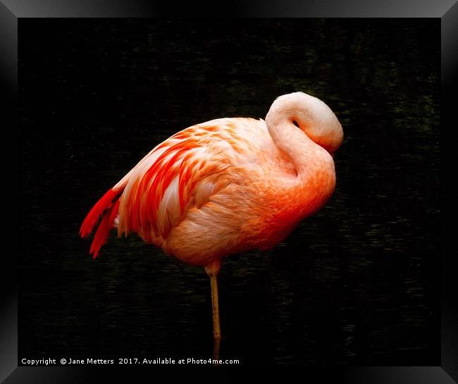 Flamingo Asleep Framed Print by Jane Metters