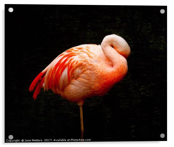 Flamingo Asleep Acrylic by Jane Metters