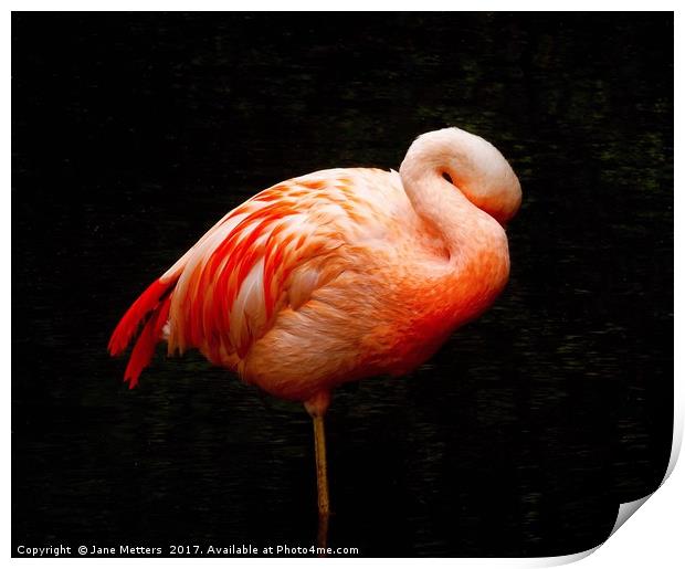 Flamingo Asleep Print by Jane Metters