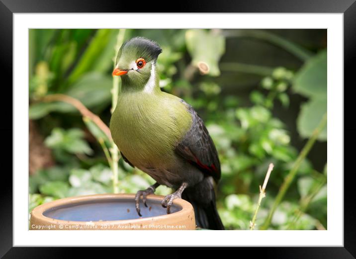 touraco Framed Mounted Print by Chris Willemsen