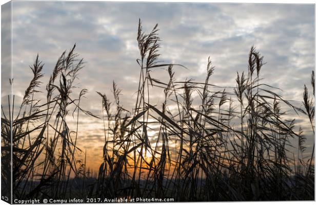 dry wheat plants in sunset Canvas Print by Chris Willemsen