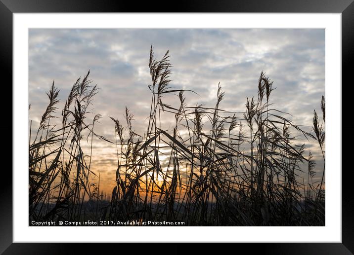 dry wheat plants in sunset Framed Mounted Print by Chris Willemsen