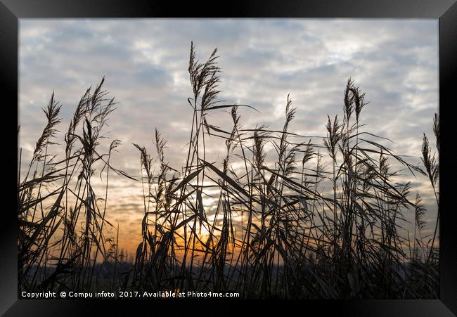 dry wheat plants in sunset Framed Print by Chris Willemsen