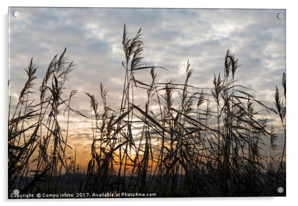 dry wheat plants in sunset Acrylic by Chris Willemsen