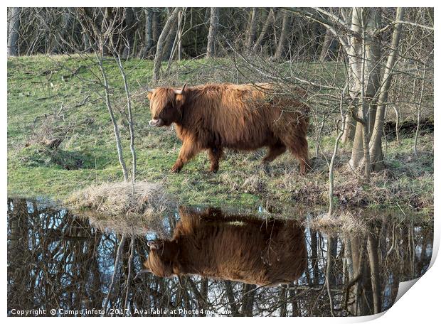 galloway deer with treflection in the water Print by Chris Willemsen