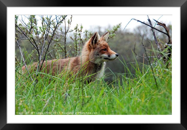 red wild fox  Framed Mounted Print by Chris Willemsen