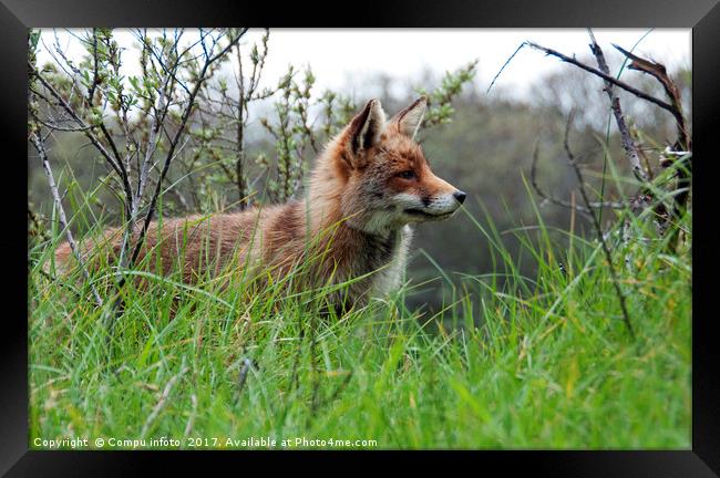 red wild fox  Framed Print by Chris Willemsen