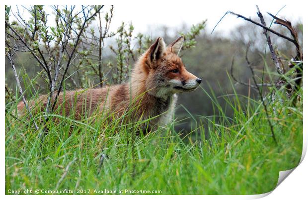 red wild fox  Print by Chris Willemsen