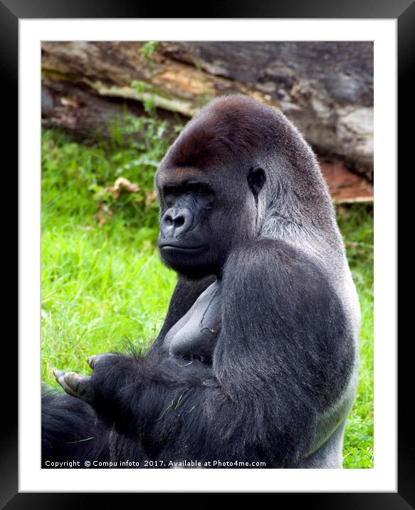 gorilla Framed Mounted Print by Chris Willemsen