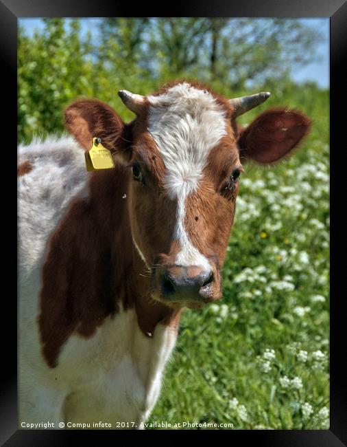 cow Framed Print by Chris Willemsen