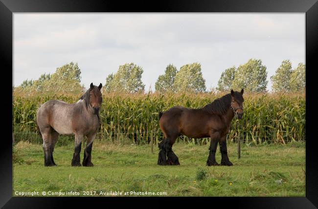 couple of brown horses Framed Print by Chris Willemsen