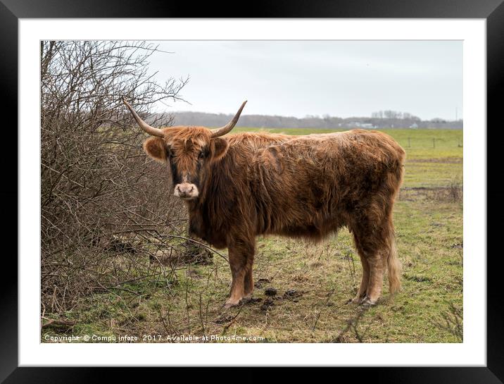 old mammal galloway cow with horns Framed Mounted Print by Chris Willemsen