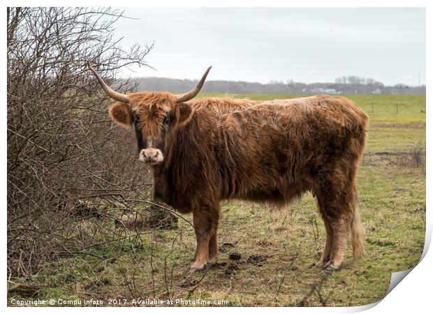 old mammal galloway cow with horns Print by Chris Willemsen