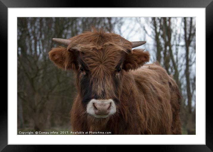 young galloway cow Framed Mounted Print by Chris Willemsen